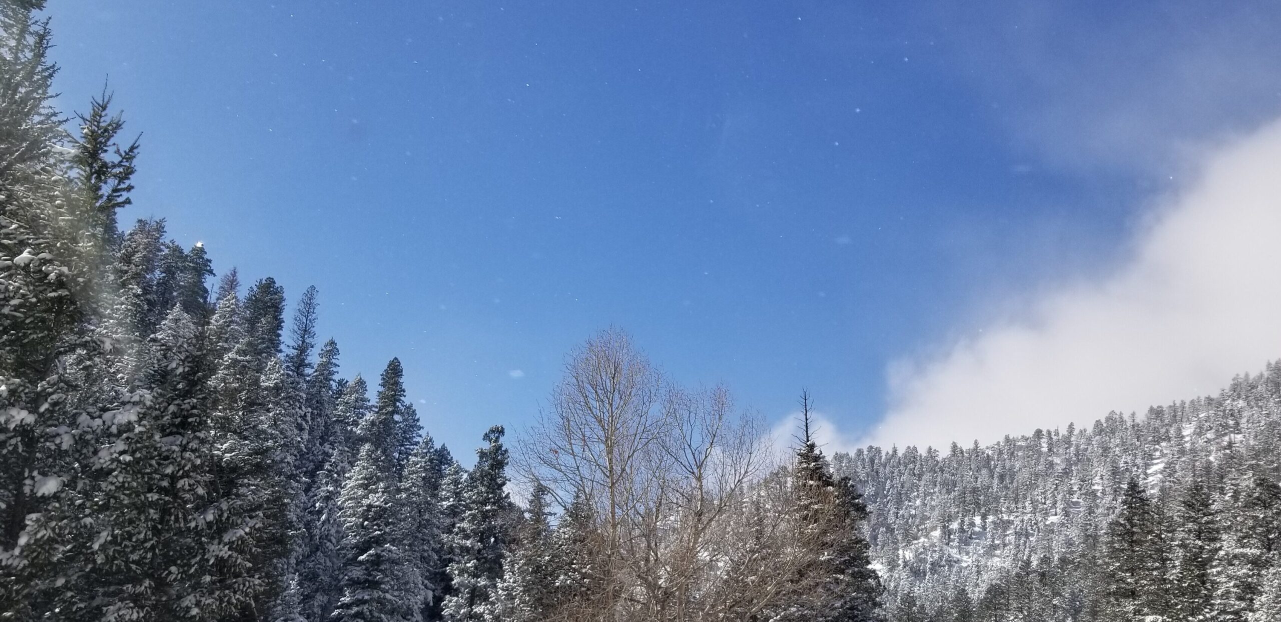 Photo of a snowy day looking at the treeline of snow covered pines in Colorado with a blue sky  and some cloud cover.