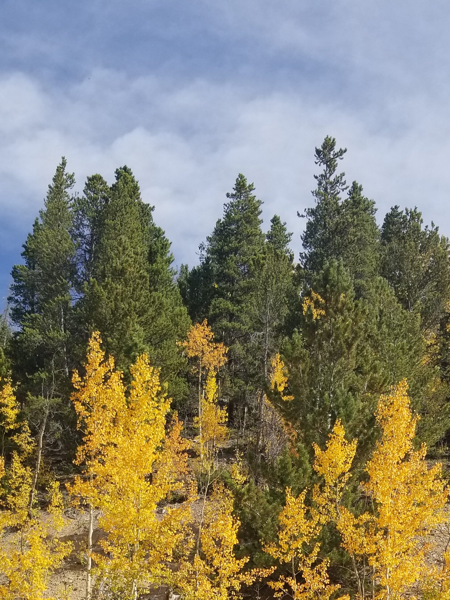 aspen trees changing colors in colorado set in front against a green row of pine trees