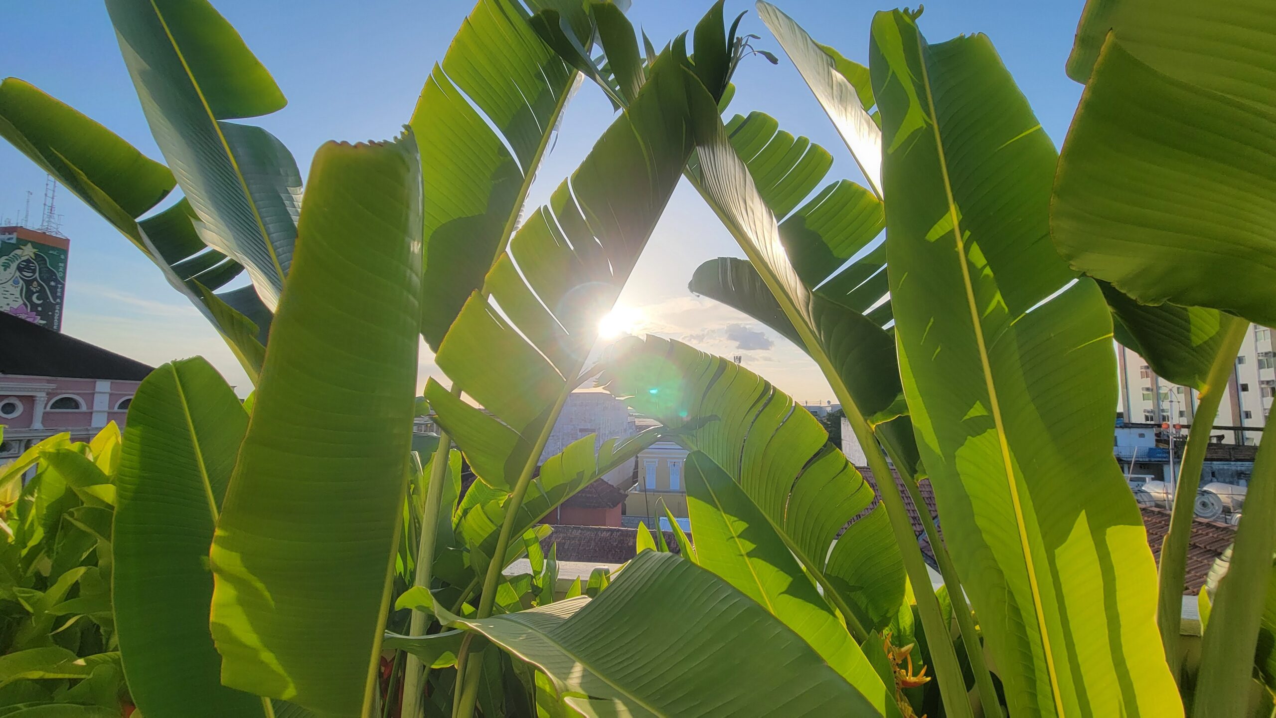 Large tropical plant leaves with sunlight lens flare shining thru